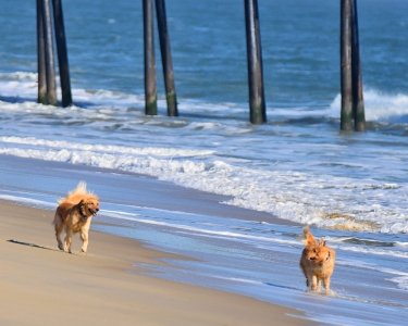 Photo of dogs on beach